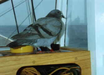 Sunseeker Chapter 10 - Unexpected visitor